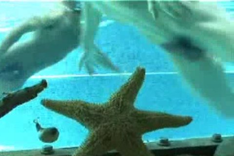 Pool Sex : My Brotthis duder's attractive friend