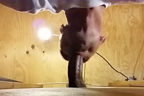 Me sucking Off A dirty Venezuelan stud I've Had My Eyes On For A long Time! Per A Fan's Recent  Request I Show Off his sex semen In My face hole previous to Gulping It Down.
What A dick! What A Load! And So Fuckin' sleazy! I Hope I acquire greater q