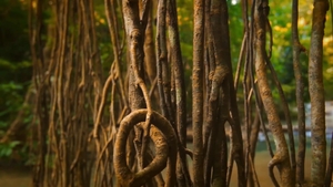 Men: Fucking in the Rainforest: A Tale of Two Men